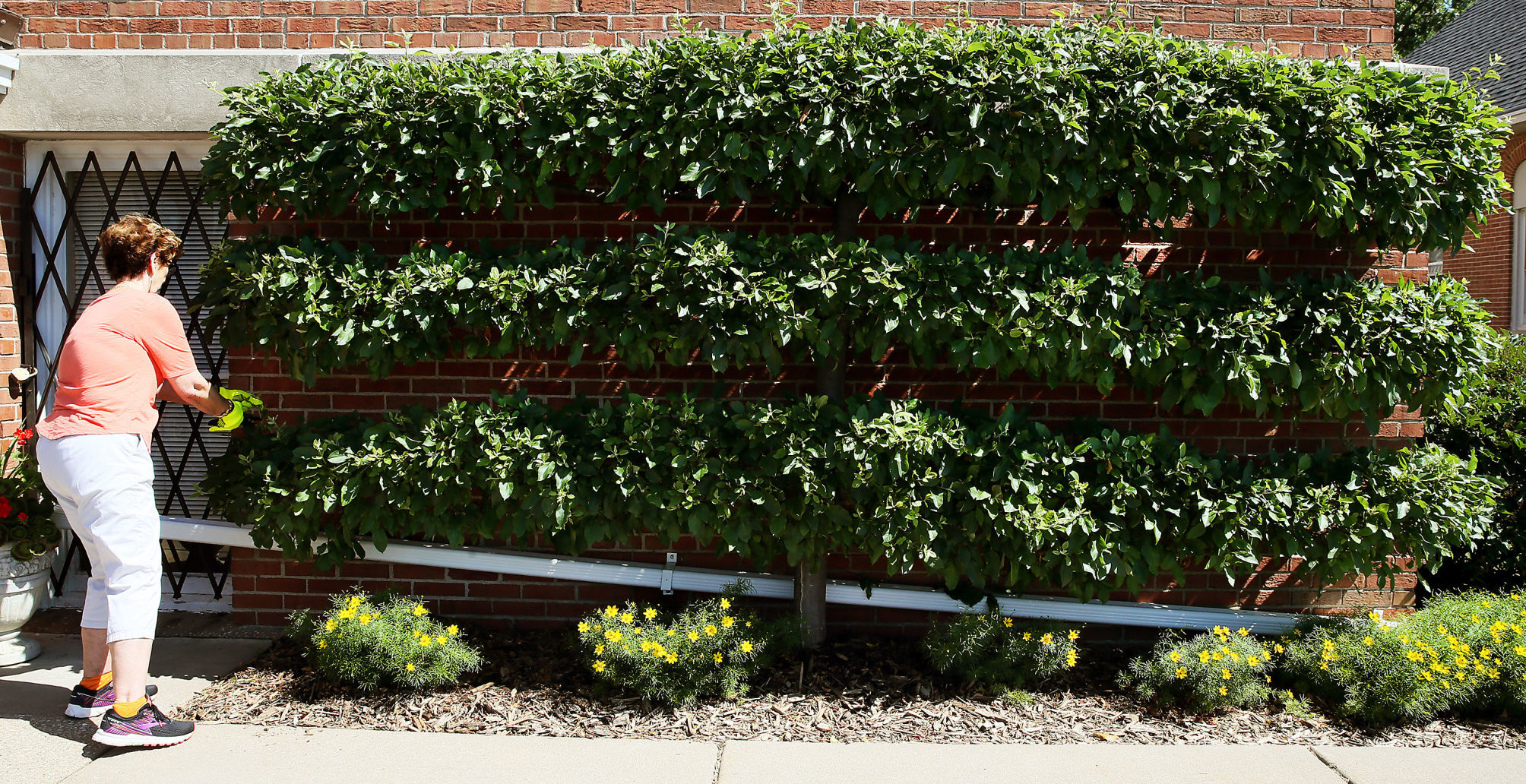 070719-qct-espalier-001